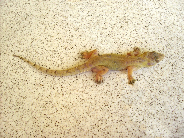 Cosmopolitan House Gecko