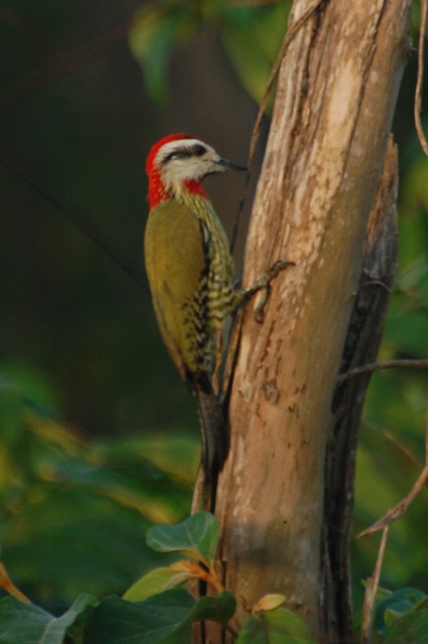 Cuban green woodpecker