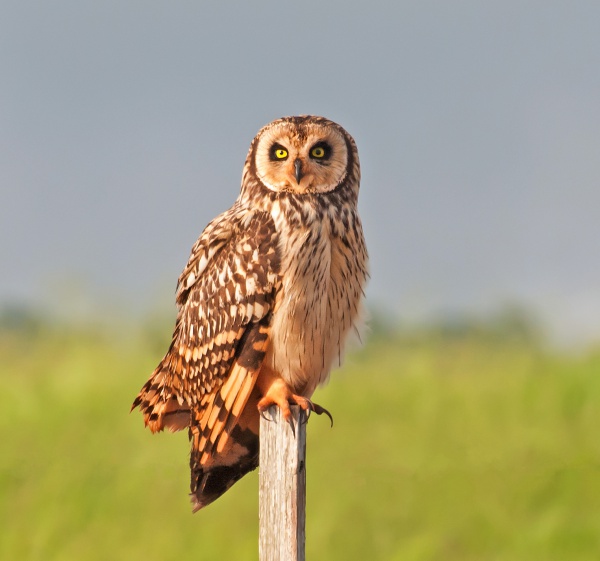 shorteared owl