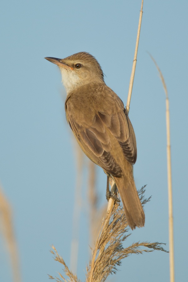 Acrocephalus arundinaceus