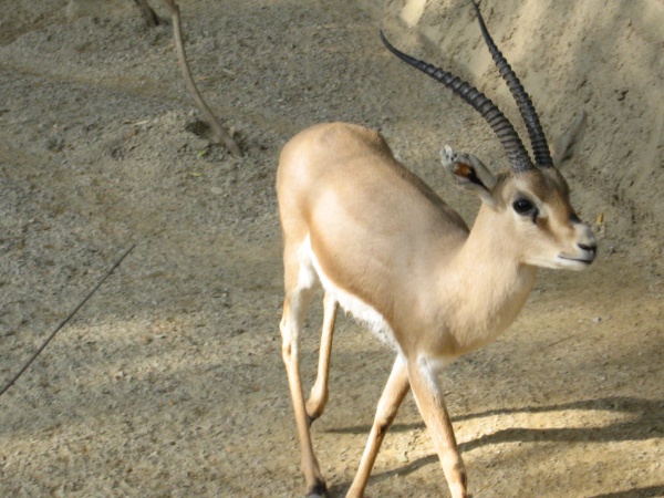 Gazella leptoceros
