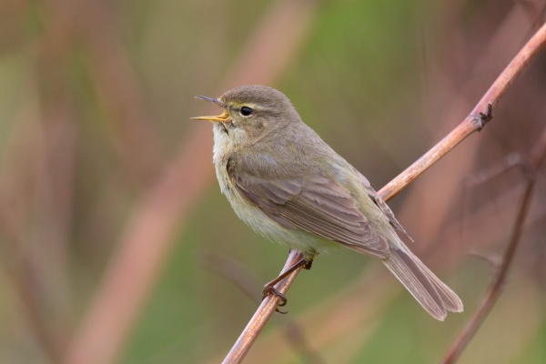 Common chiffchaff