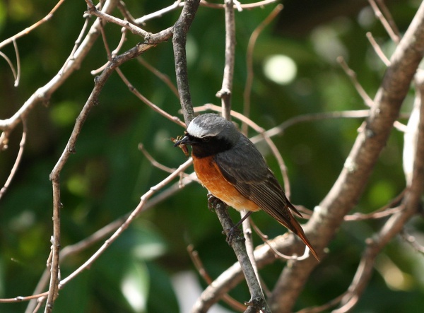 Common redstart