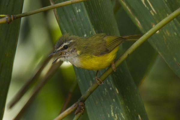 yellow bellied warbler