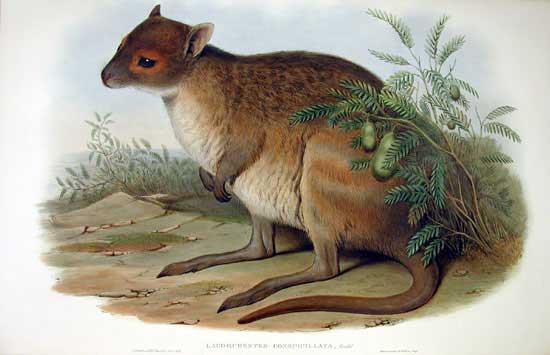 spectacled hare wallaby
