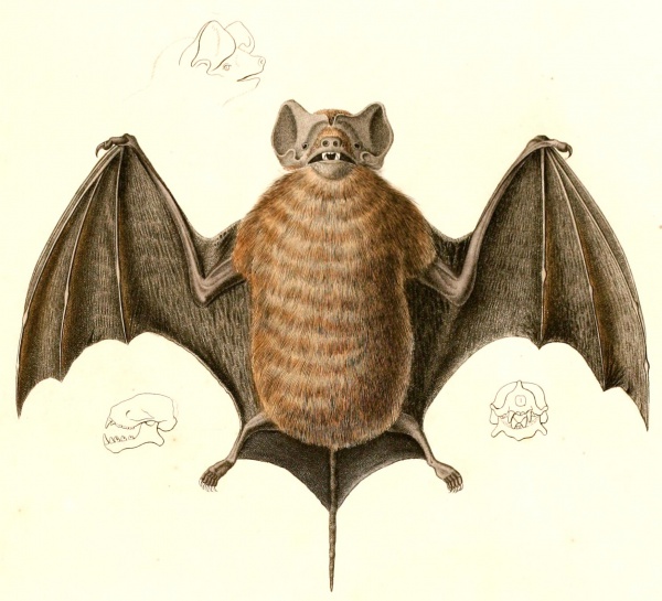 velvety free tailed bat