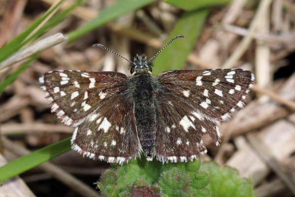 Grizzled skipper