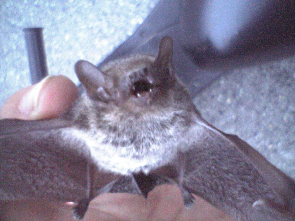Japanese house bat