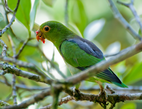 Brown-backed parrotlet