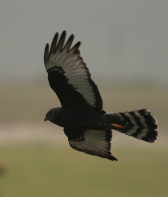 Black harrier