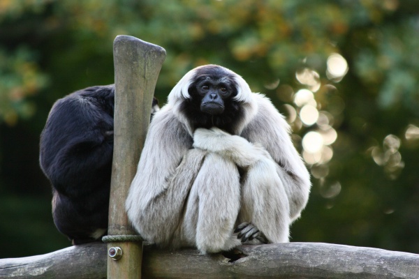 pileated capped gibbon
