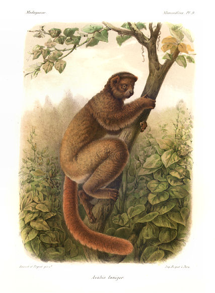 Woolly Lemur, Woolly Indri