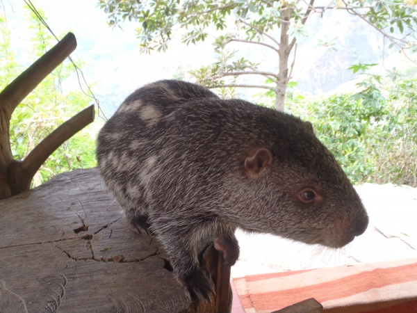 Branick's Giant Rat, Pacarana
