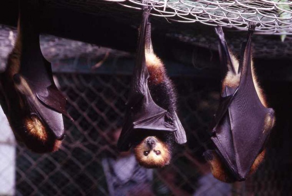 Native Fruit Bat