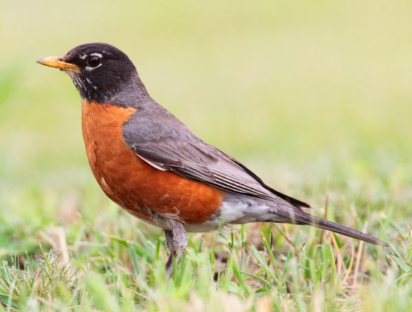 American robin