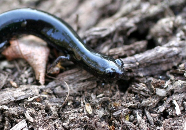 La Fortuna Worm Salamander