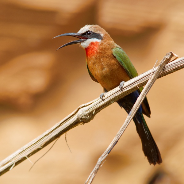 whitefronted beeeater