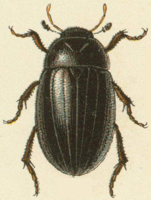 Lesser silver water beetle