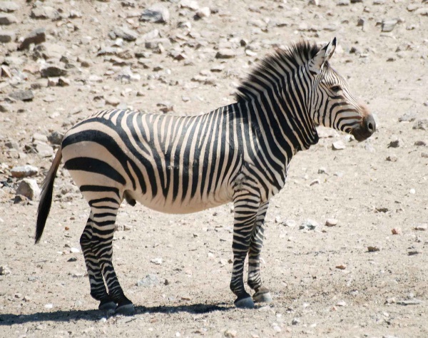 mountain hartmanns zebra