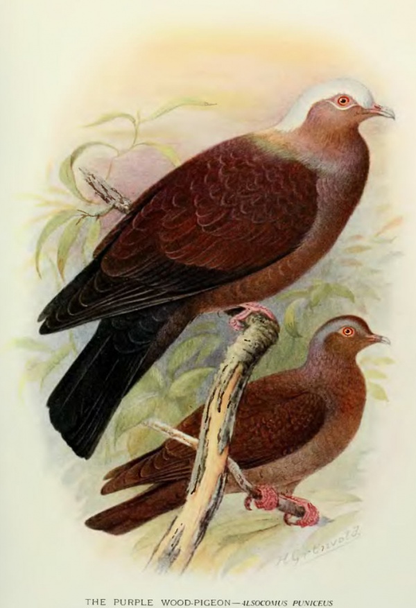 palecapped pigeon