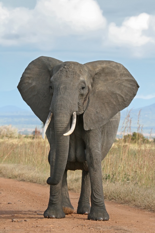 elephant dafrique