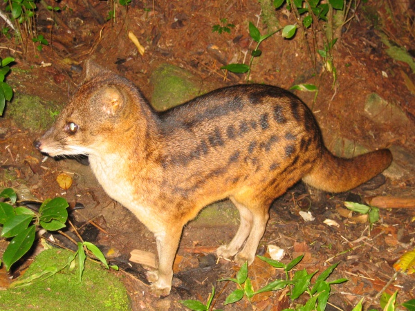 malagasy civet fanaloka