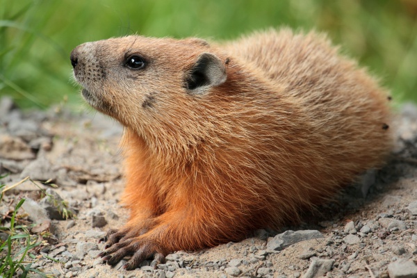 Marmota monax