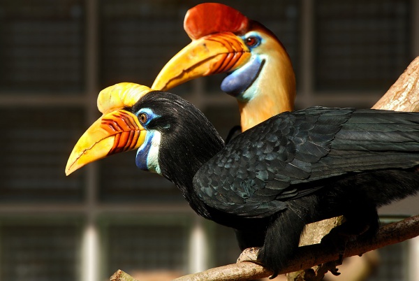 Knobbed hornbill