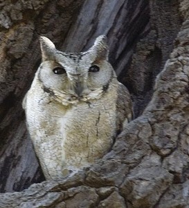 indian scops owl