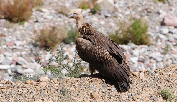vautour de lhimalaya