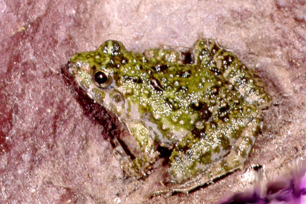 Phrynobatrachus natalensis