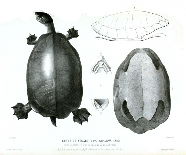 Tabascoschildkröte