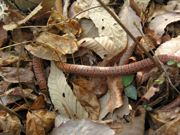 Red Japanese Rat Snake