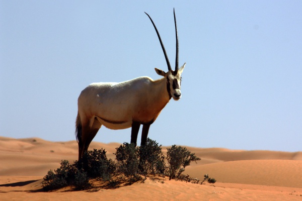 Arabische Oryx