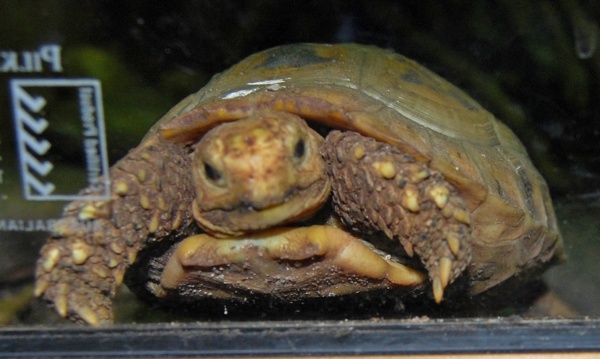 Żółw żółtogłowy
