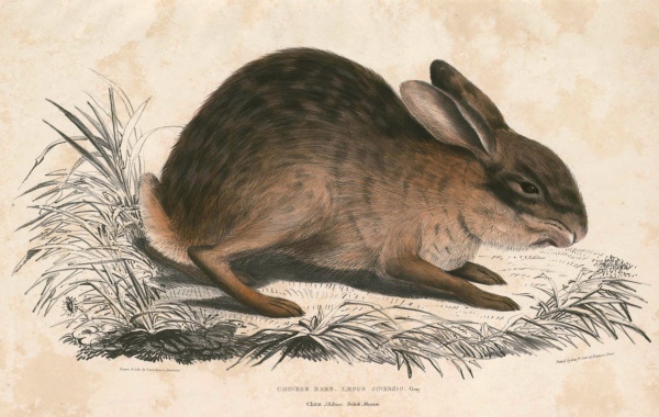 chinese hare