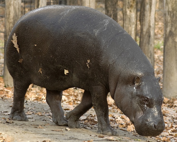 hipopotam karlowaty