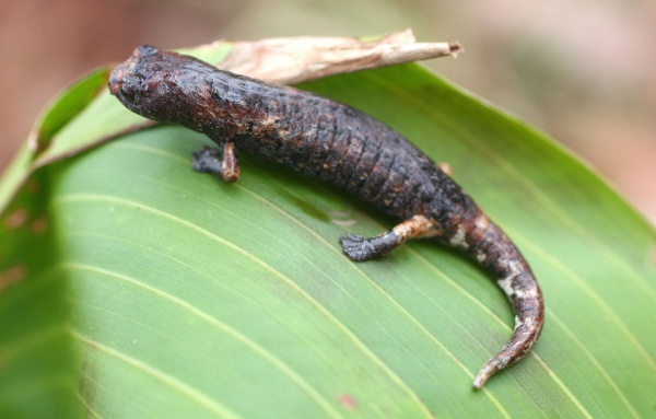Doflein's salamander