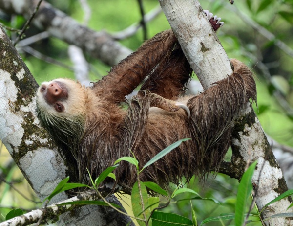 hoffmanns twotoed sloth