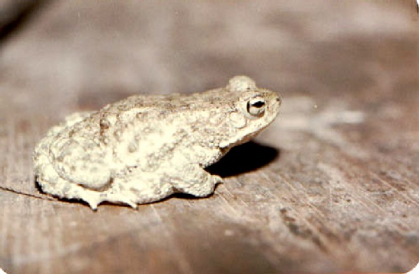 Assam Toad
