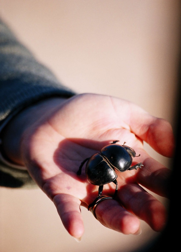 Flightless dung beetle