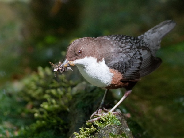 whitethroated dipper