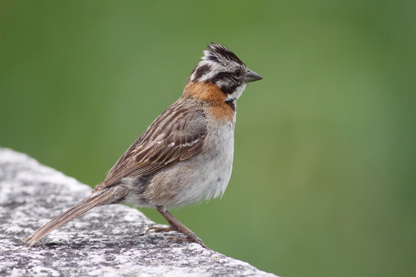 rufouscollared sparrow
