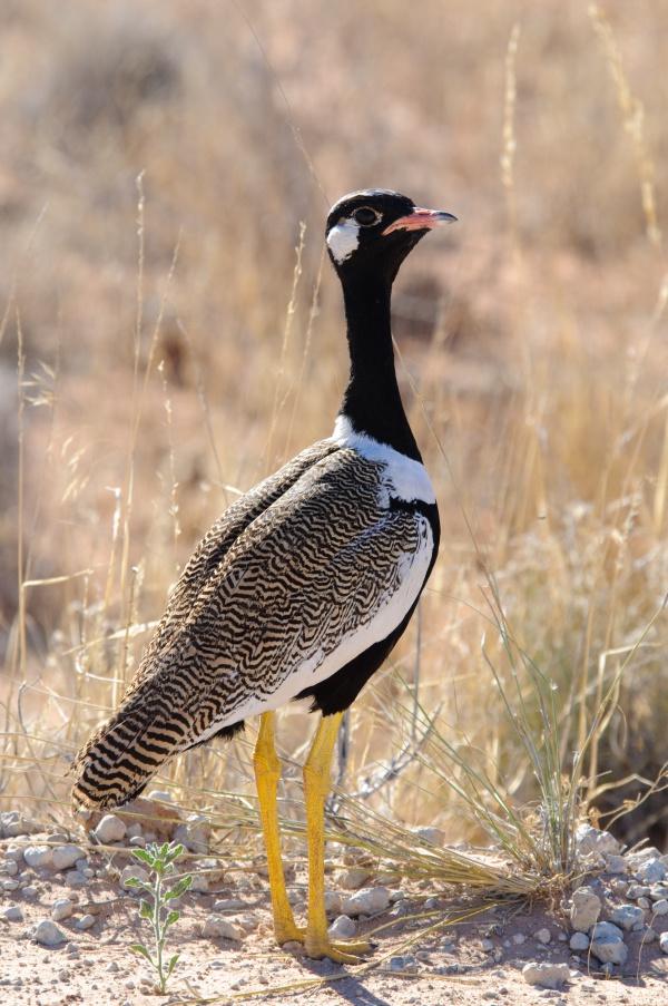 Northern black korhaan