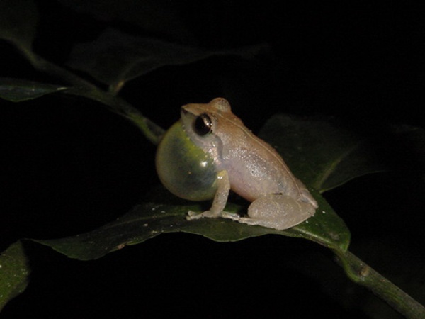Eastern Cuba Robber Frog