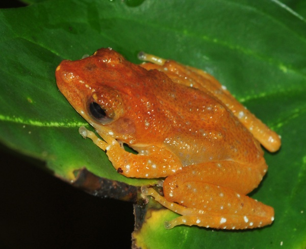 Painted Indonesian Treefrog