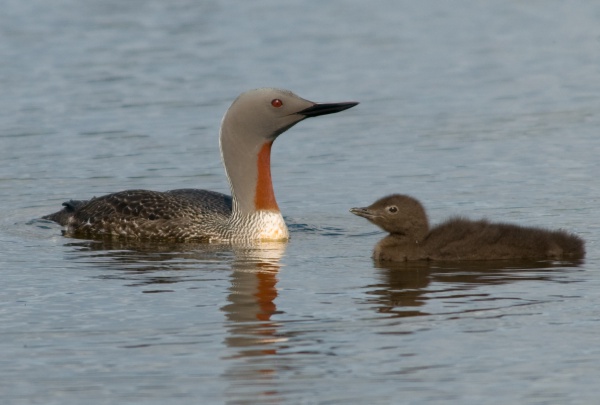 redthroated loon