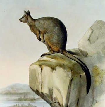 Queensland-Felskänguru