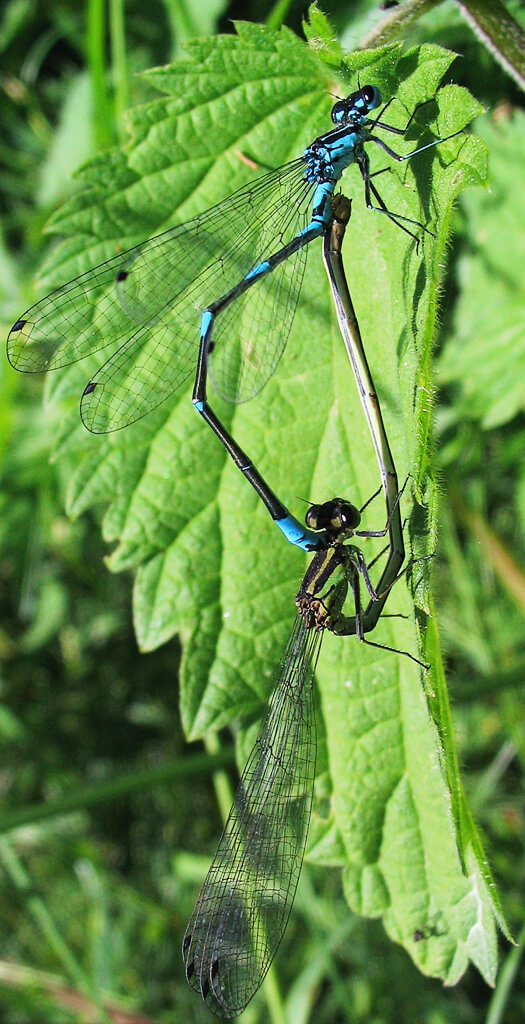 Variable damselfly