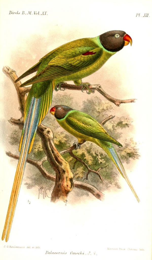 Grey-headed parakeet